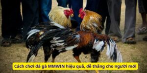 Cách chơi đá gà MMWIN hiệu quả, dễ thắng cho người mới
